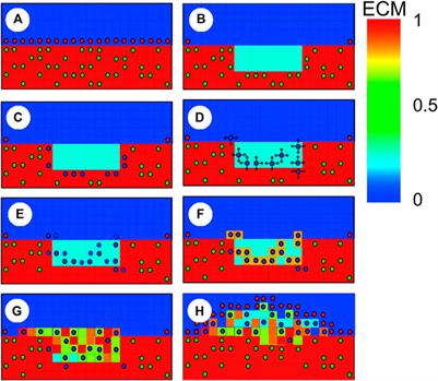 Multiscale Computational Modeling of Vascular Adaptation: A Systems Biology Approach Using Agent-Based Models